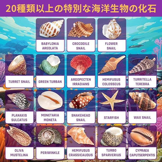 海洋化石掘削キット 20以上の本物の貝殻や巻貝を掘り起こし STEM教育活動セット - 画像 (5)