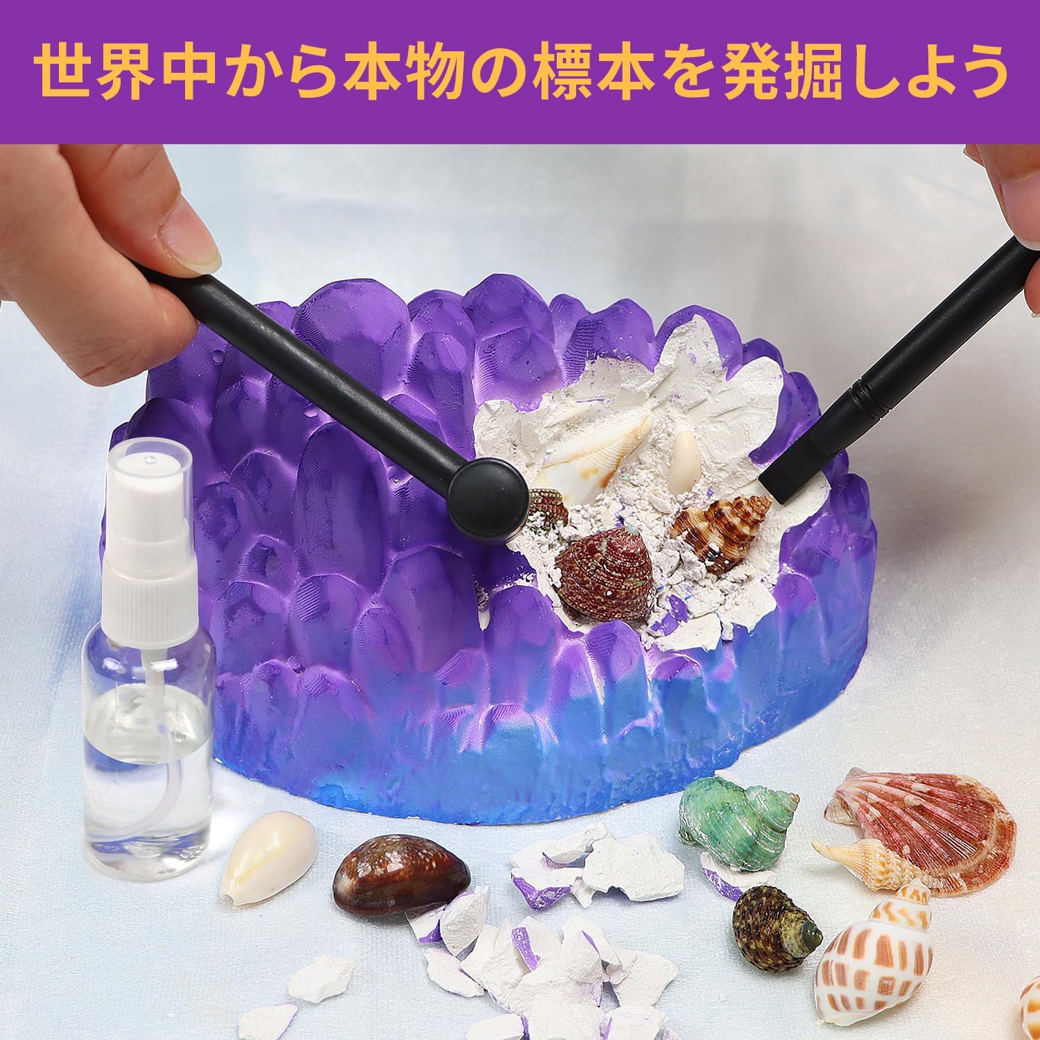 海洋化石掘削キット 20以上の本物の貝殻や巻貝を掘り起こし STEM教育活動セット - 画像 (2)