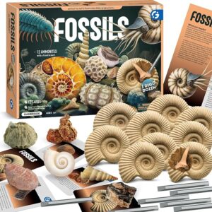 化石発掘キット 化石標本 化石 発掘 キット 天然化石 発掘セット 発掘おもちゃ 12個セット 古生物学 子供 プレゼント ギフト